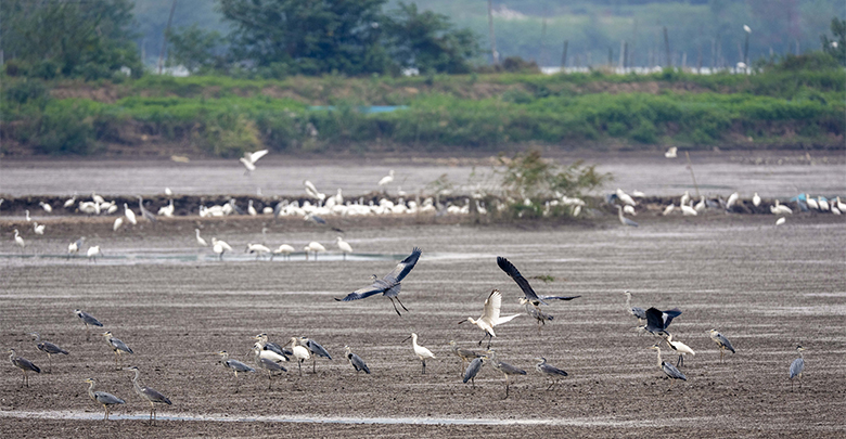 候鳥嬉戲 生態(tài)之美