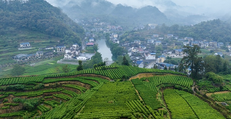 秋雨潤茶鄉(xiāng)