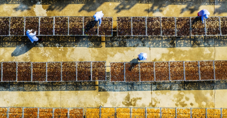 ?致富路上藥飄香